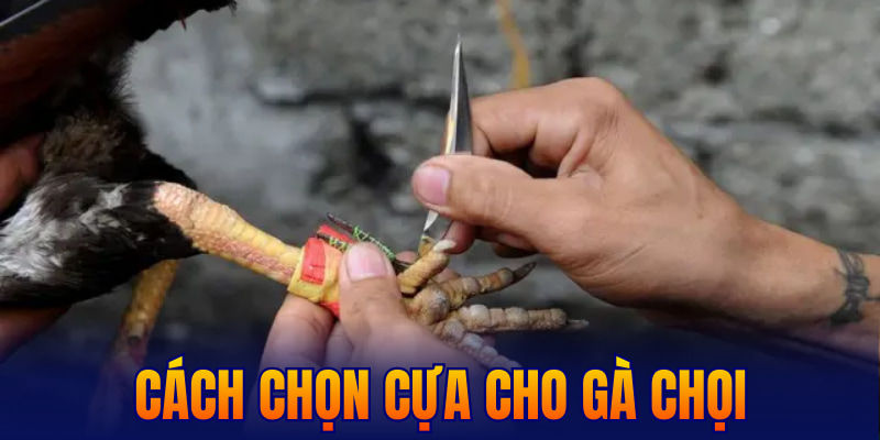 cách chọn cựa cho gà chọi