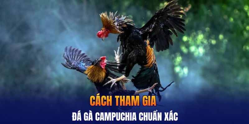 Cách tham gia đá gà campuchia chuẩn xác