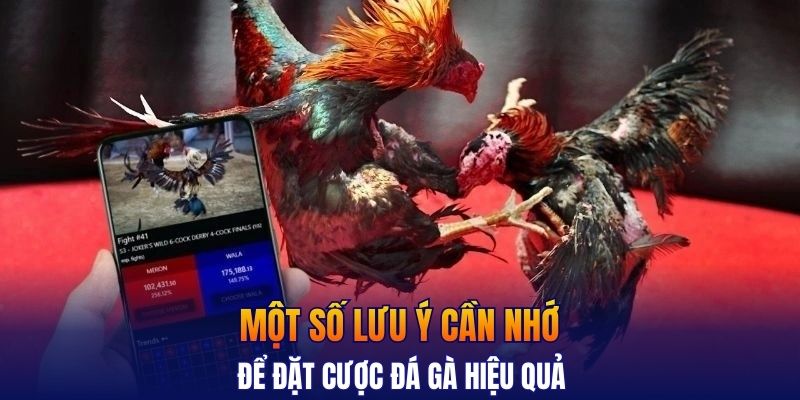 Một số lưu ý cần nhớ để đặt cược đá gà hiệu quả