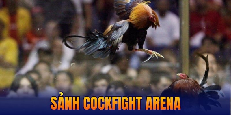 sảnh Cockfight Arena